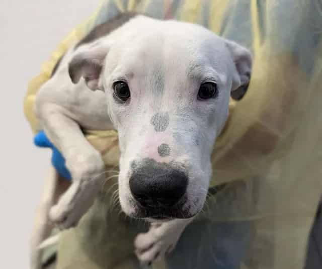 Photo of Daisy, adoptable dog
