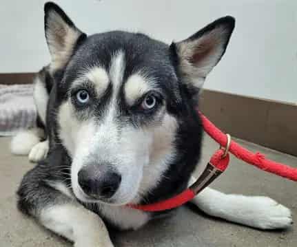 Photo of Hannah, adoptable dog