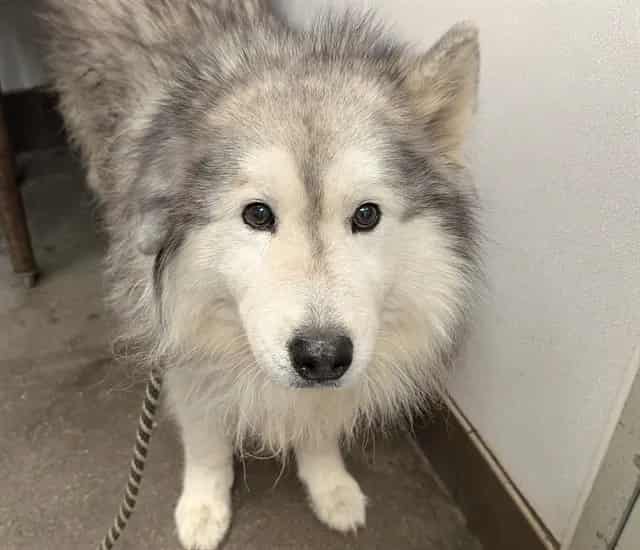 Photo of Fred, adoptable dog