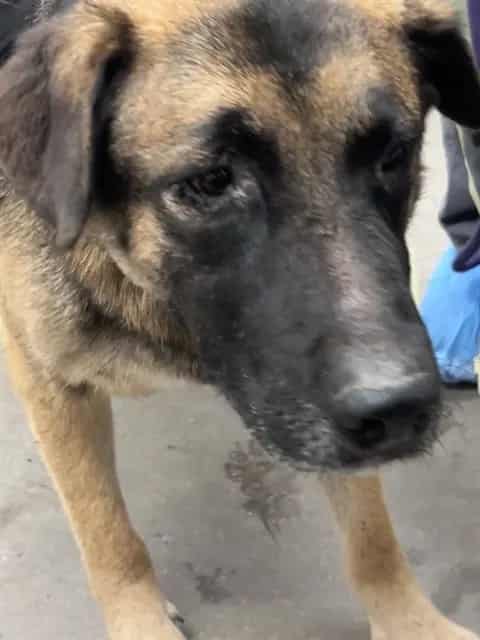 Photo of Senior Dog, adoptable dog