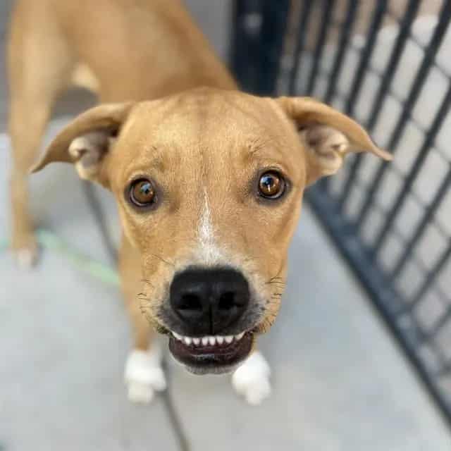 Photo of Elroy, adoptable dog