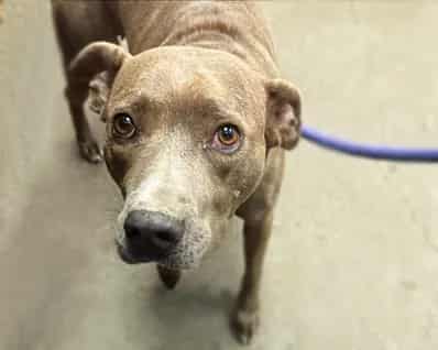 Photo of Mommas, adoptable dog