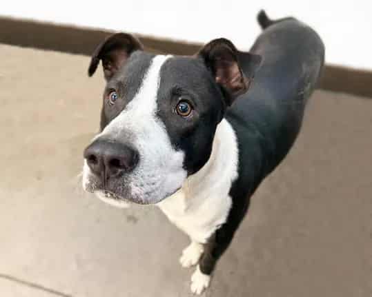 Photo of King, adoptable dog