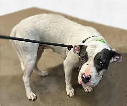 Photo of Kiana, adoptable dog