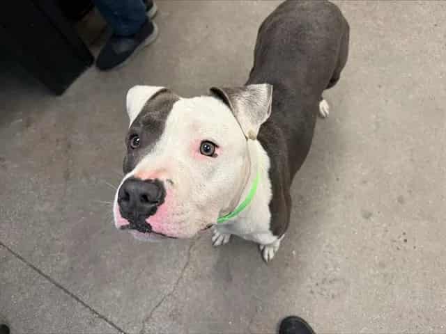 Photo of Lucas, adoptable dog