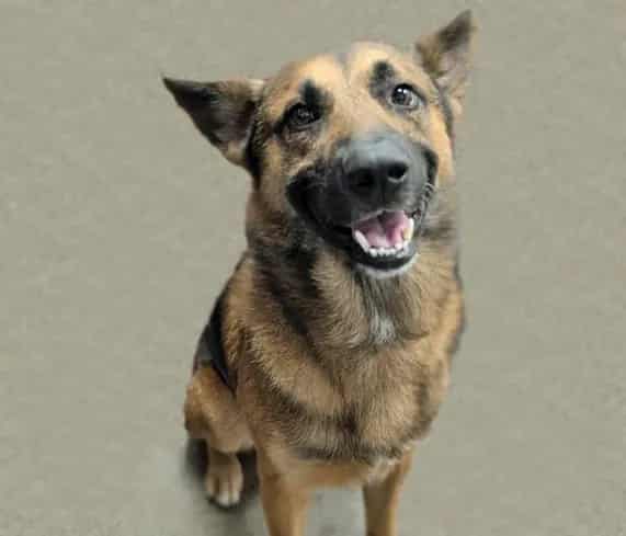 Photo of Bertrand, adoptable dog