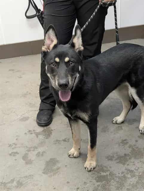 Photo of Daisy, adoptable dog