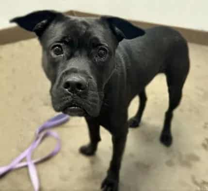 Photo of Midnight, adoptable dog