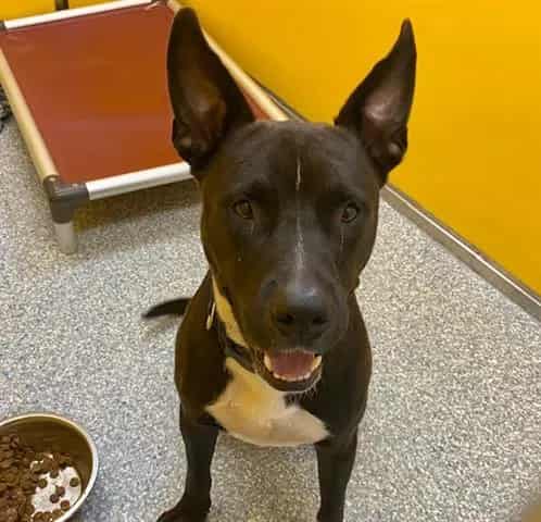 Photo of Baby Dog, adoptable dog