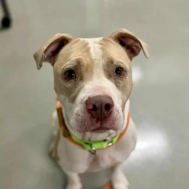 Photo of Carla, adoptable dog