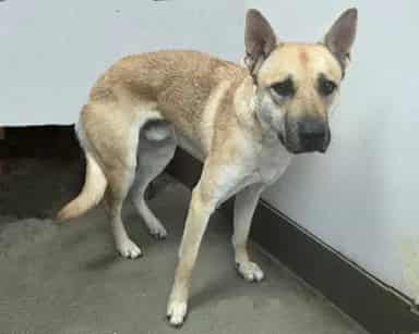 Photo of Woody, adoptable dog