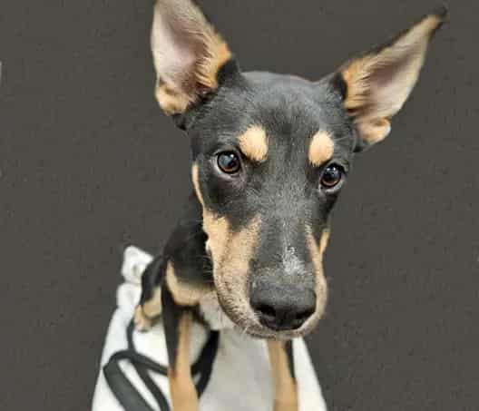Photo of Gonzo, adoptable dog