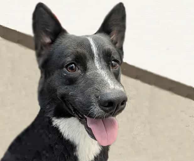Photo of Kobold, adoptable dog