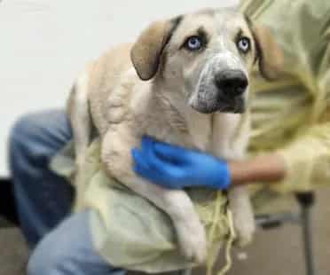 Photo of Klondike, adoptable dog
