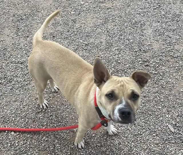 Photo of Stacy, adoptable dog