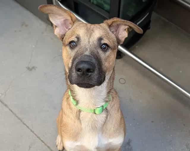 Photo of Little Dude, adoptable dog