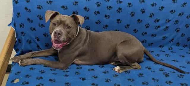 Photo of Rori, adoptable dog