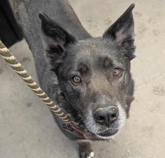 Photo of Shadow, adoptable dog