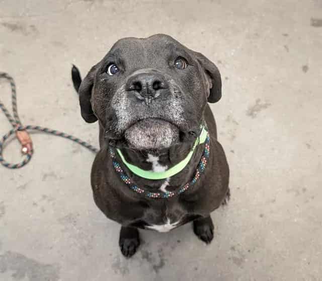 Photo of Rosalie, adoptable dog