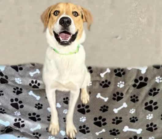 Photo of Muffin, adoptable dog