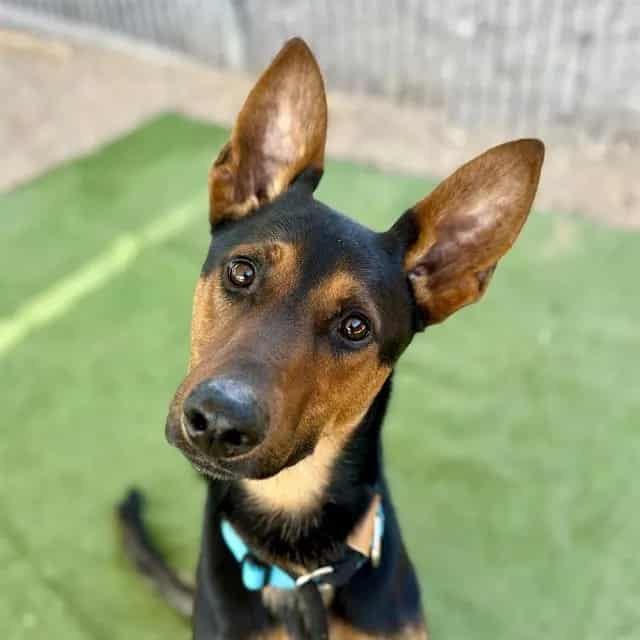 Photo of Henri, adoptable dog