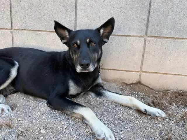 Photo of Chewy, adoptable dog