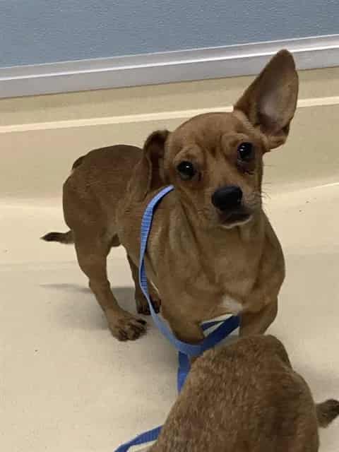 Photo of Button, adoptable dog