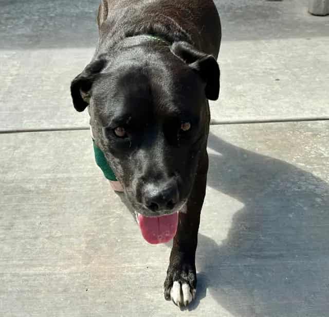 Photo of Big Boy, adoptable dog