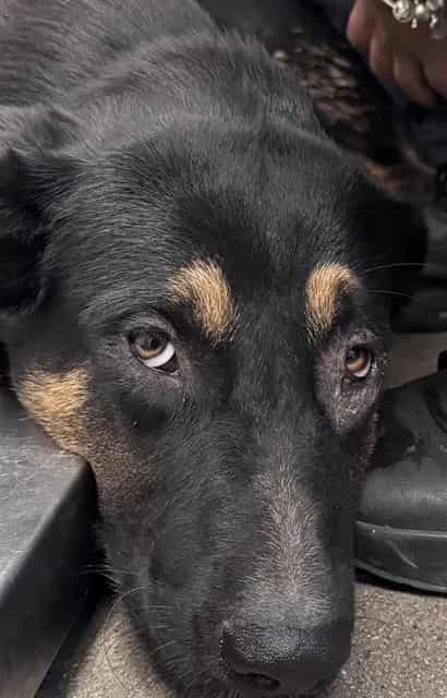 Photo of Niles, adoptable dog