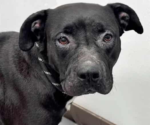 Photo of Noir, adoptable dog