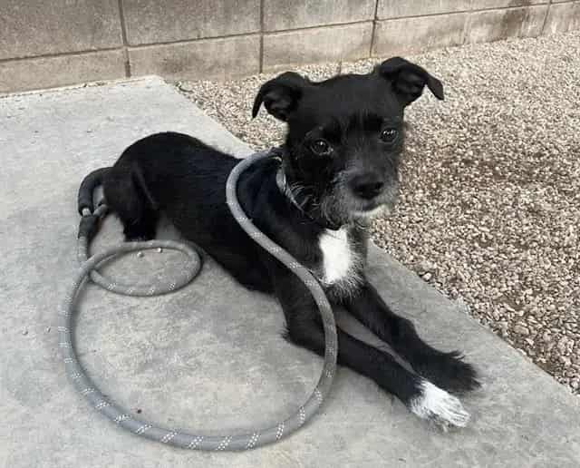 Photo of Fletcher, adoptable dog