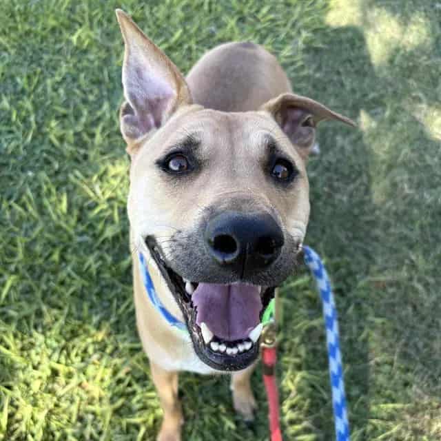 Photo of Pickles, adoptable dog