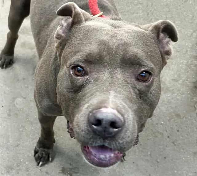 Photo of Chapo, adoptable dog
