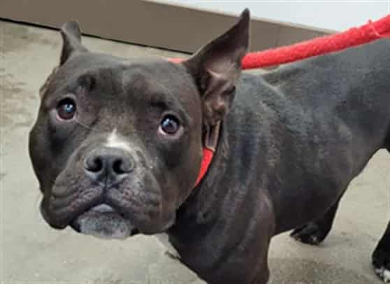 Photo of Carl, adoptable dog