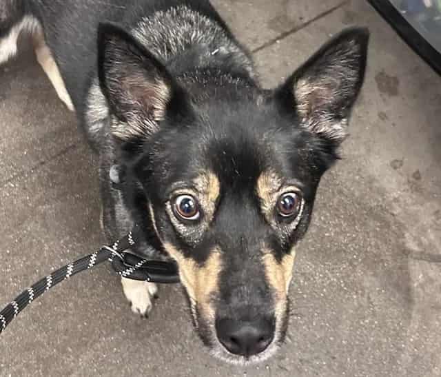Photo of Brooke, adoptable dog