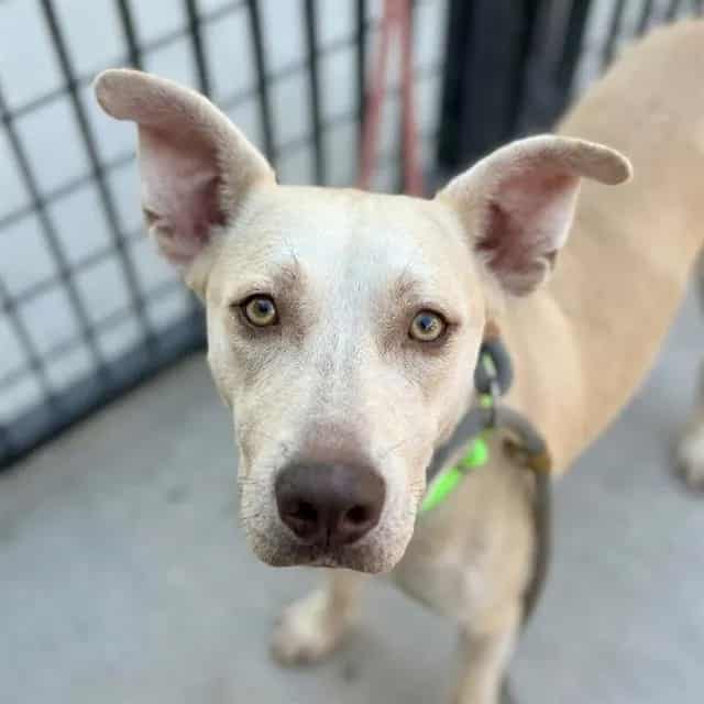 Photo of Winnifred, adoptable dog