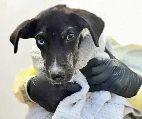 Photo of Riley, adoptable dog