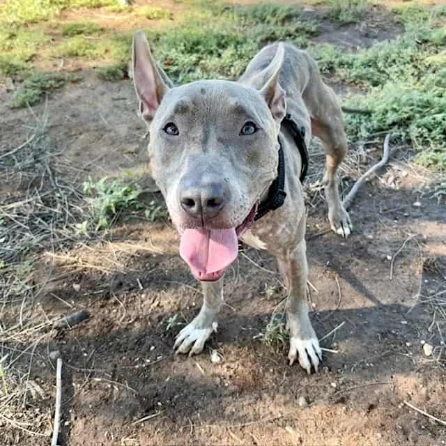Photo of Twizzler, adoptable dog