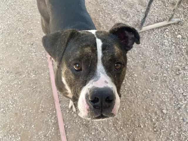 Photo of Ezekiel, adoptable dog
