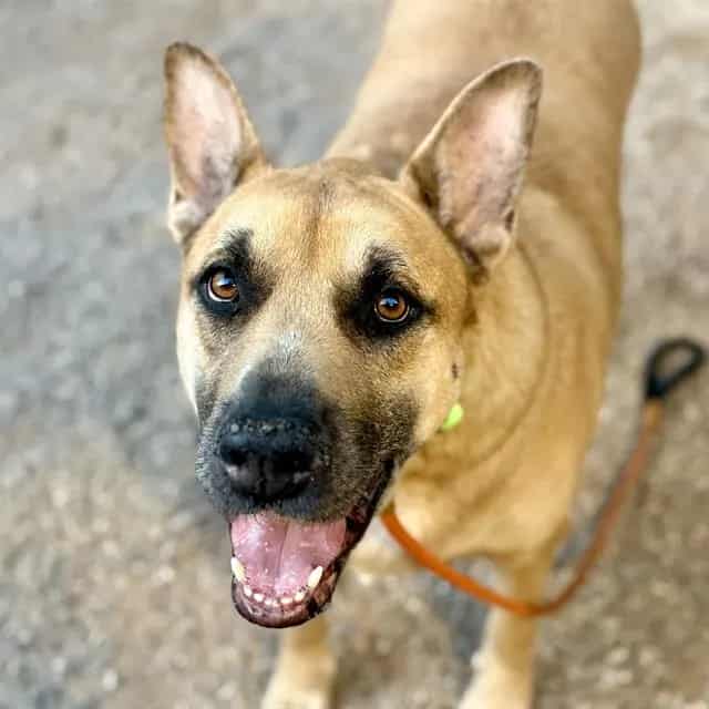 Photo of Queen Judy, adoptable dog