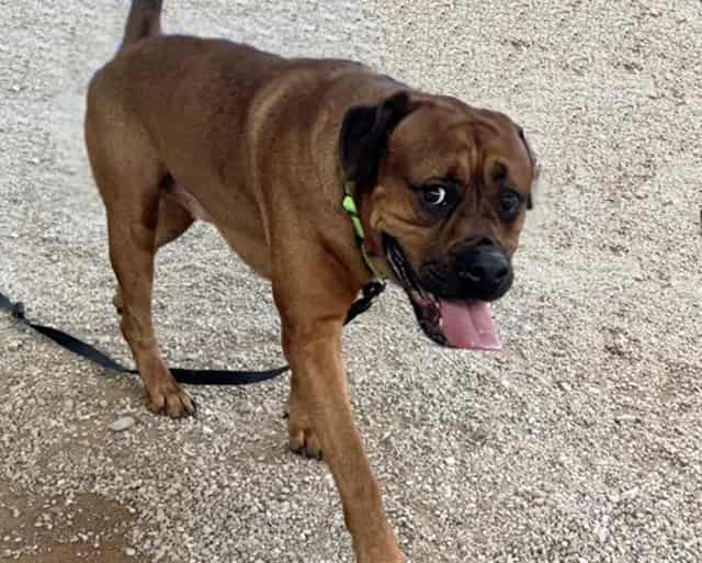 Photo of Hercules, adoptable dog
