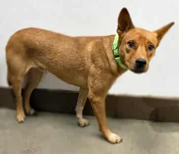 Photo of Yodi, adoptable dog