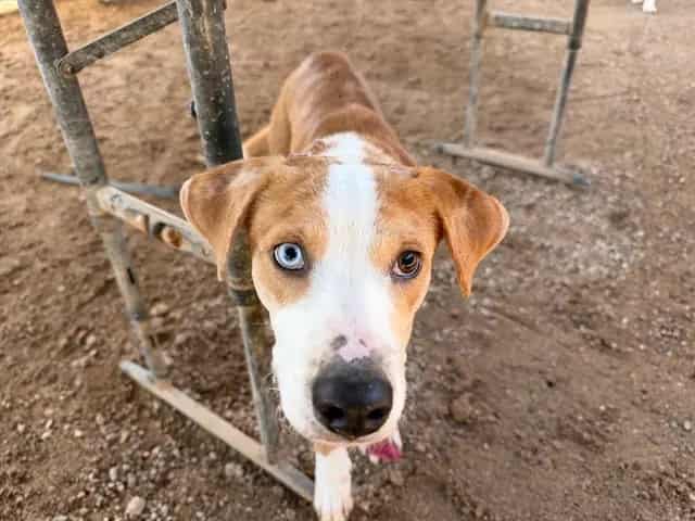 Photo of Ollie, adoptable dog