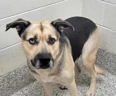 Photo of Homer, adoptable dog