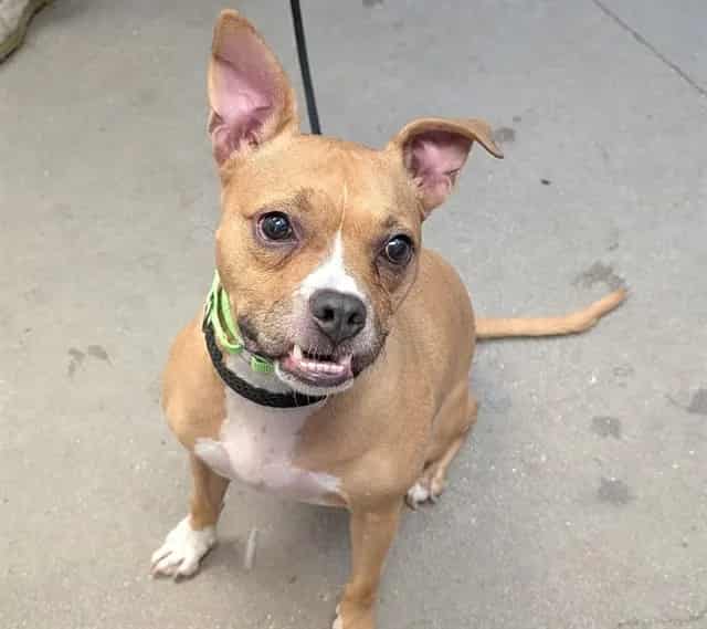 Photo of Mila, adoptable dog