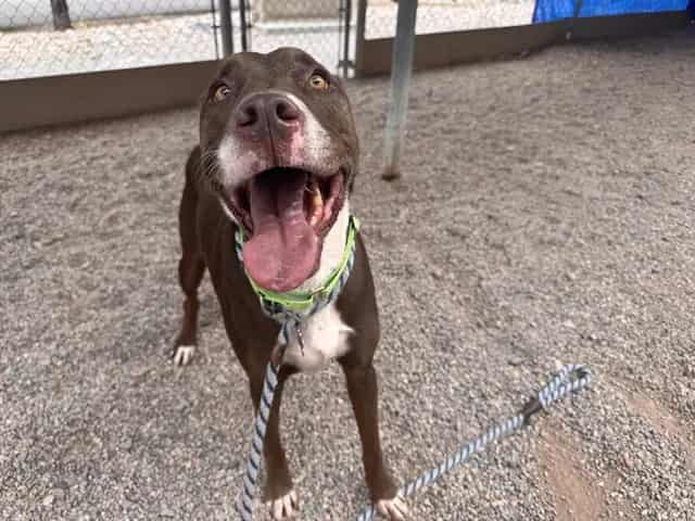 Photo of Goose, adoptable dog