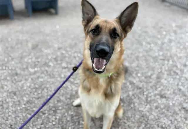 Photo of Shifty, adoptable dog