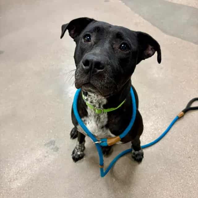 Photo of Alora, adoptable dog