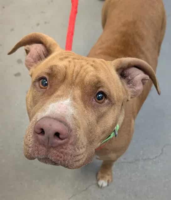 Photo of Mia, adoptable dog