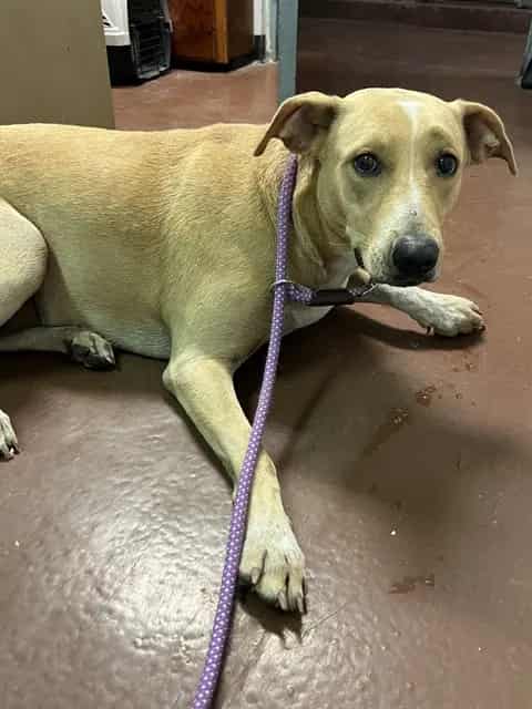 Photo of Darlin, adoptable dog